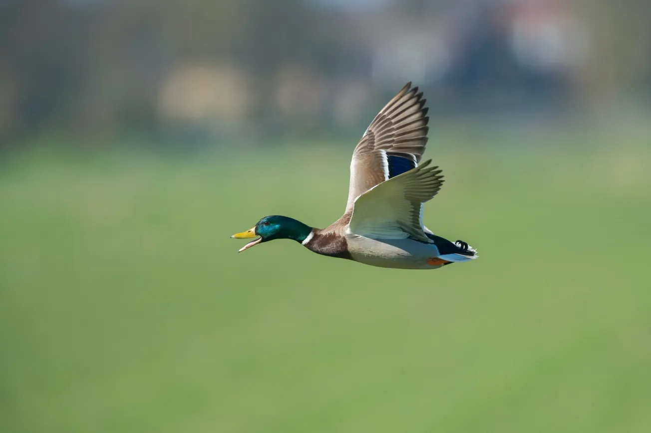 shallow focus photo of flying goose