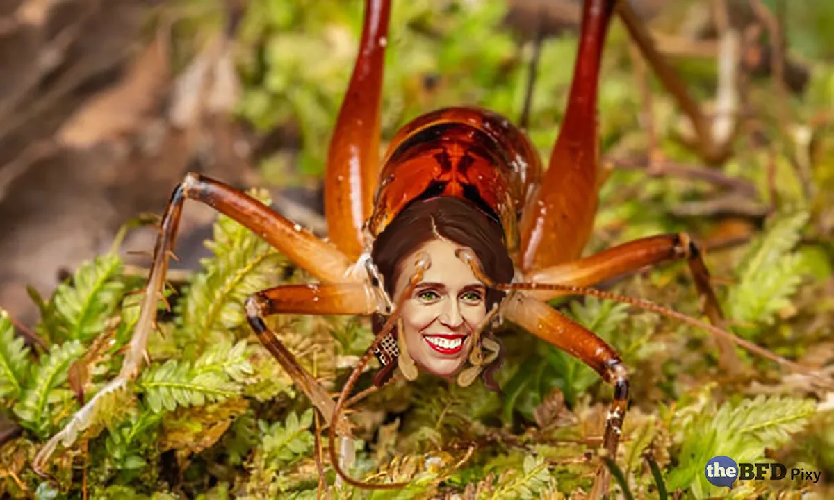 Hemiandrus Jacinda