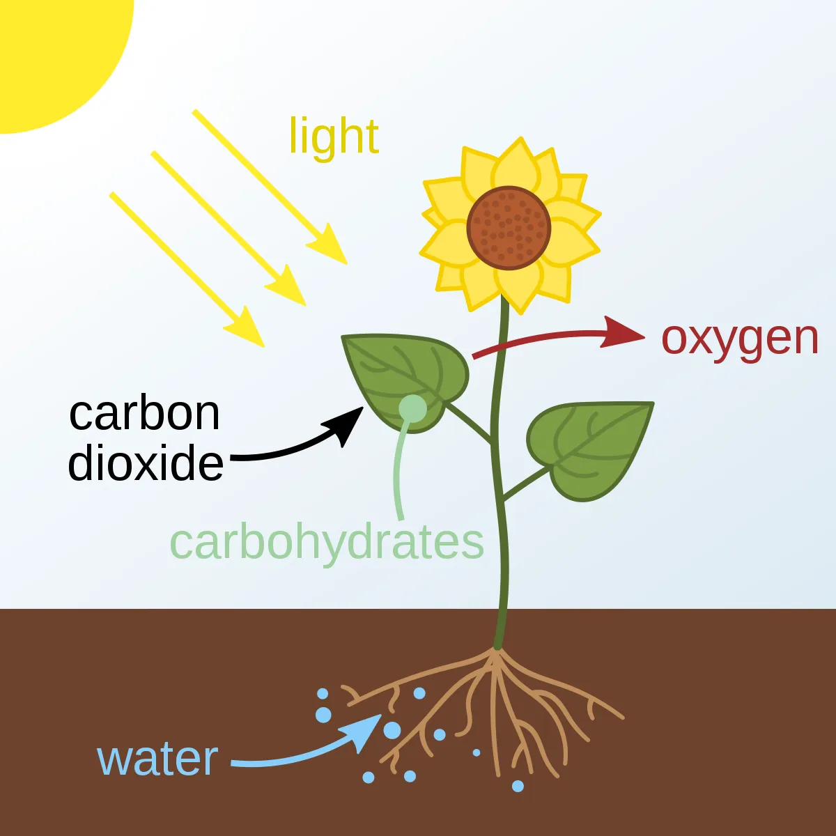 We Need Truth From the MSM on CO2