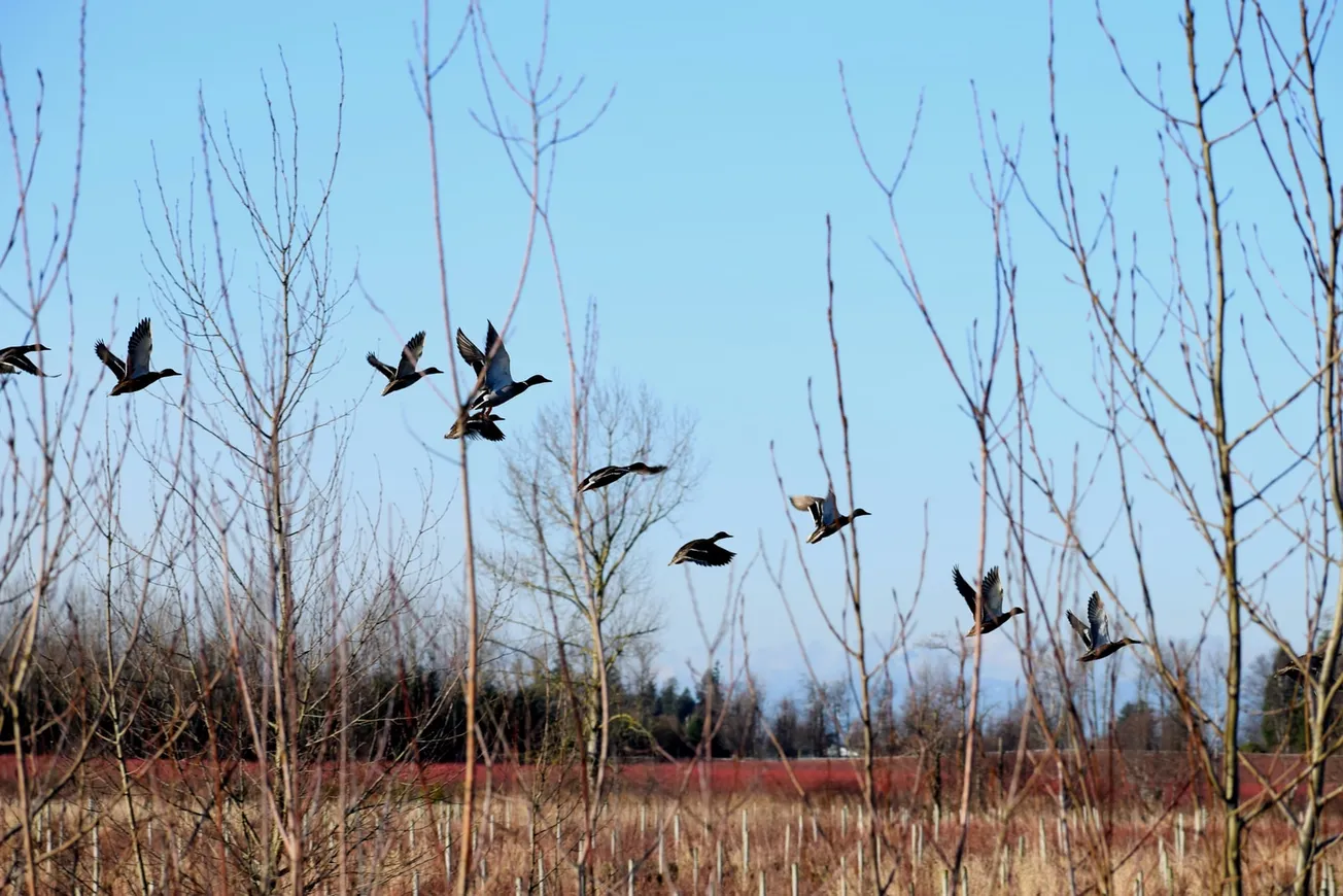 flock of birds flying over brown grass field during daytime