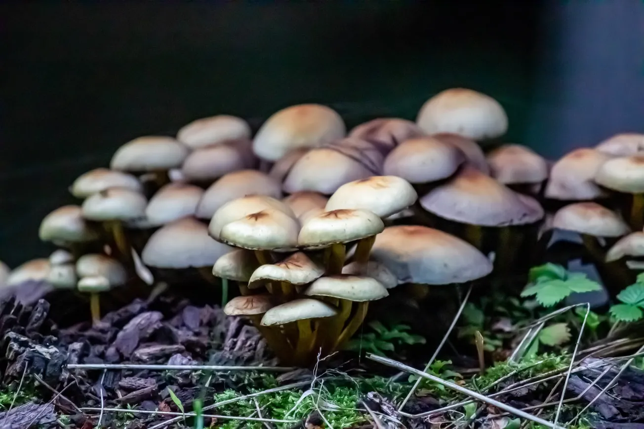 brown mushrooms on green grass