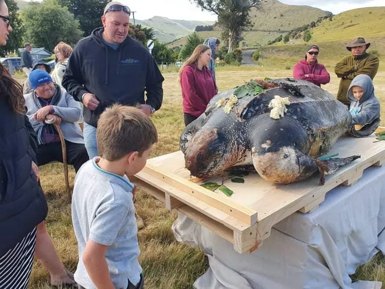 Simon O’Connor – Taxpayers Shouldn’t Shell Out for Te Papa’s Turtle Costs