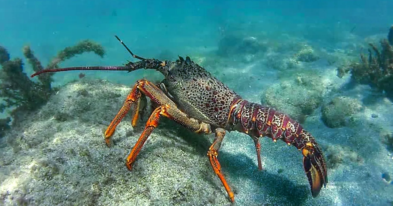 Tim Van De Molen – Kiwis Finally ‘Sea Change’ from Labour