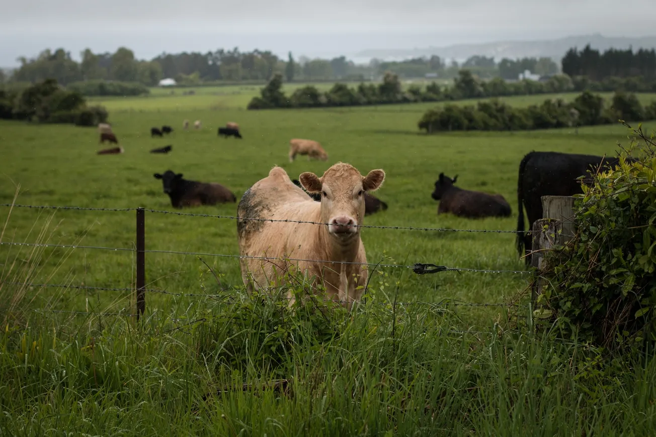 brown cow standing behind a fence