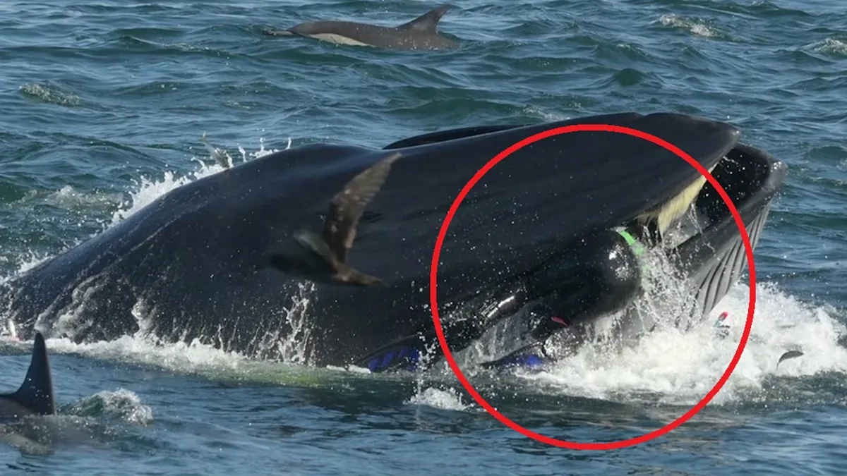 The Fisherman Who Got Away