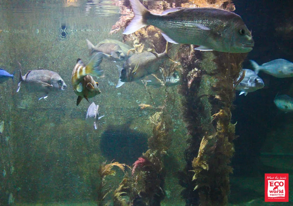 Port Marlborough Orders EcoWorld Aquarium to Shut down on 22 July