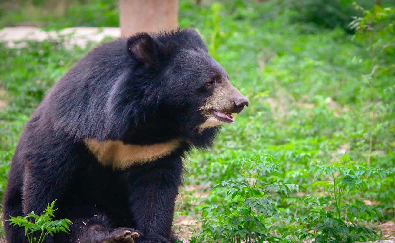 black bear sitting on grass