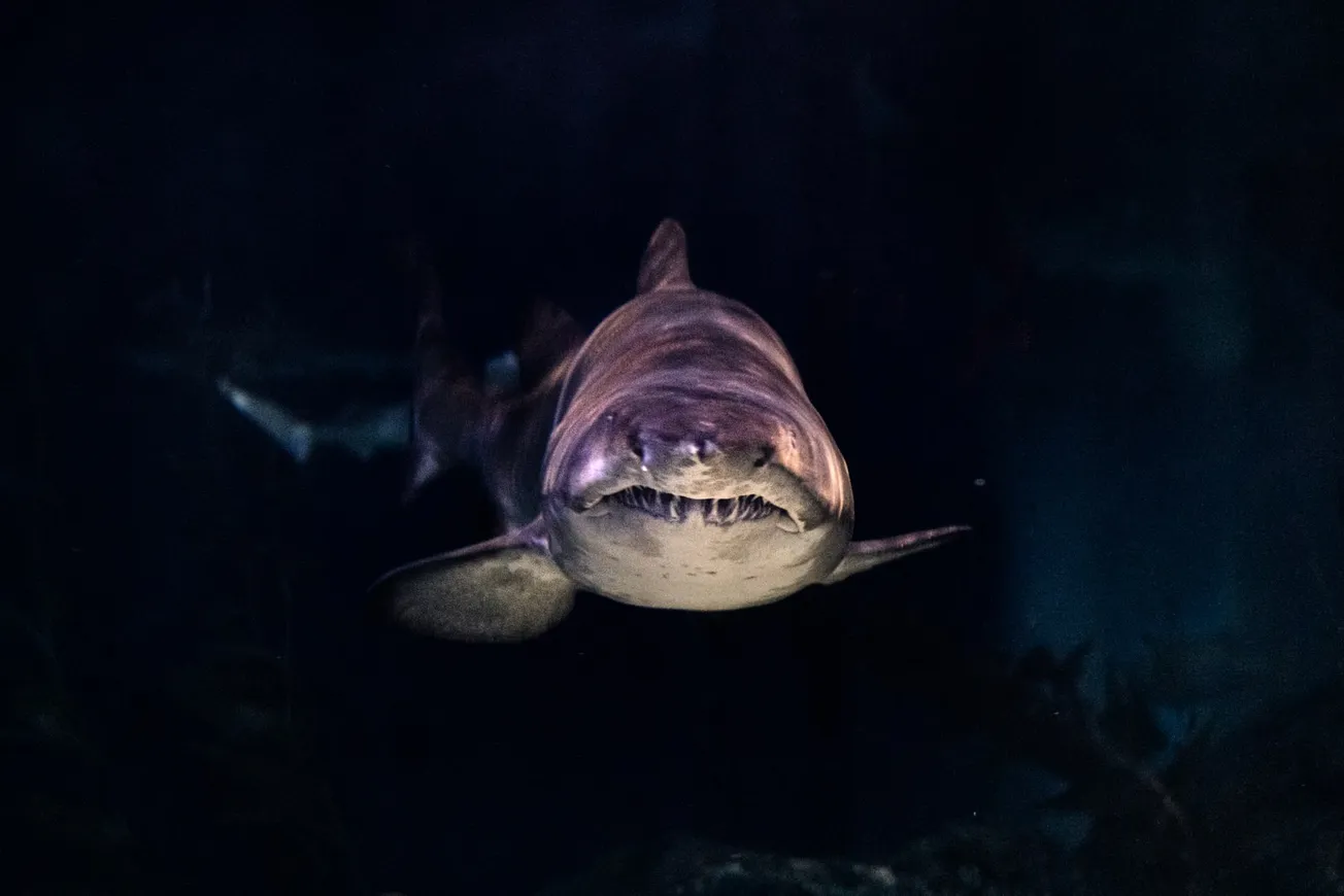 close-up of gray shark