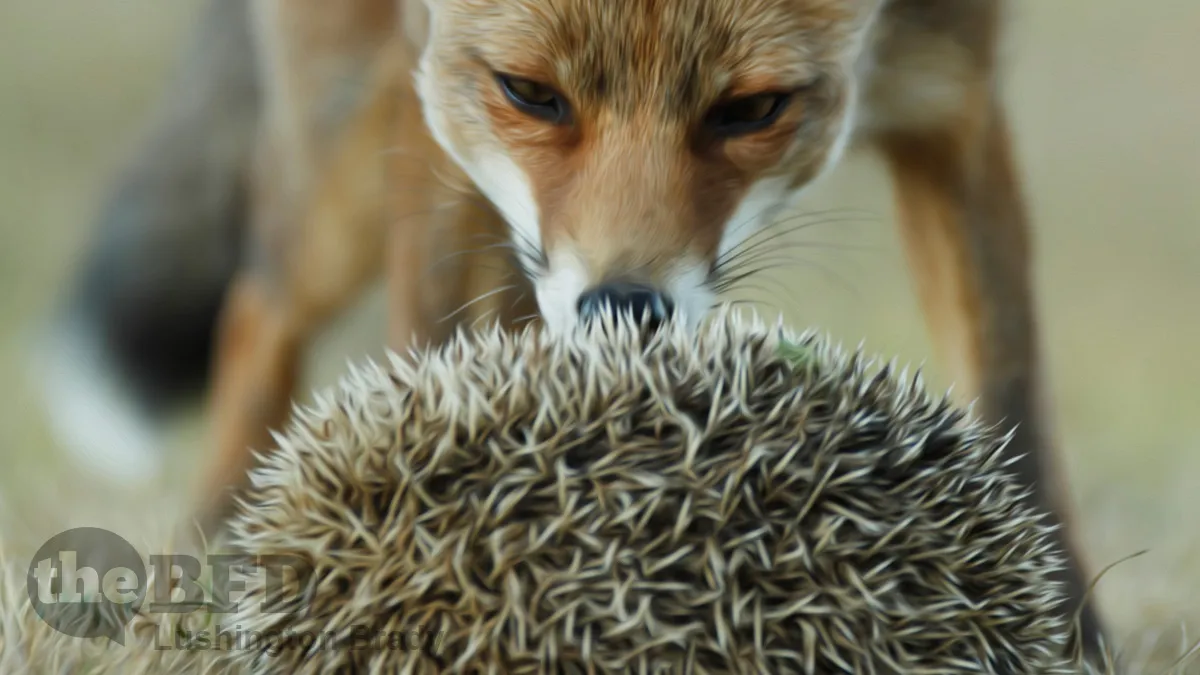 Critical Race Hedgehogs Know One Big Lie
