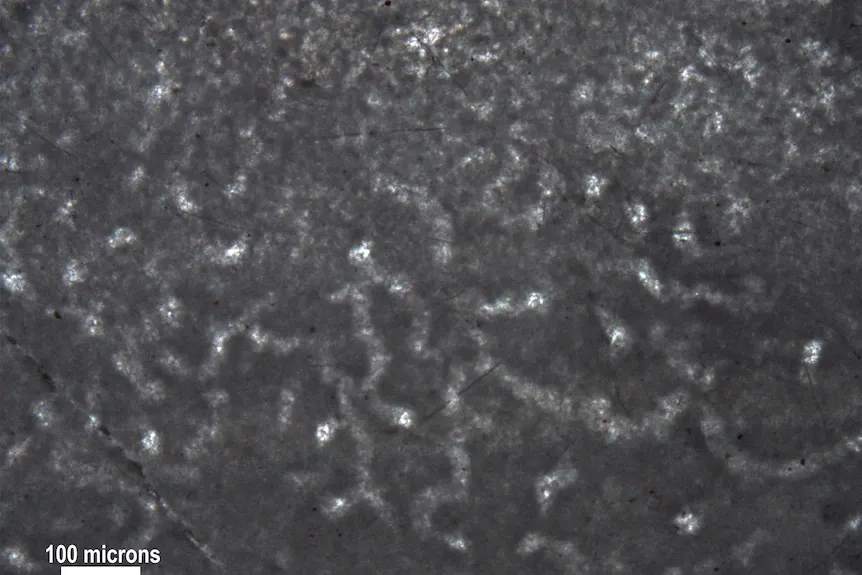 Are These the World’s Oldest Animals?