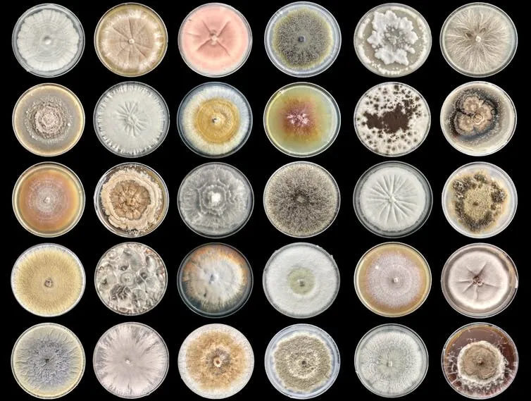 The World Is Desperate for New Antibiotics, and New Zealand’s Unique Fungi Are a Source of Promising Compounds