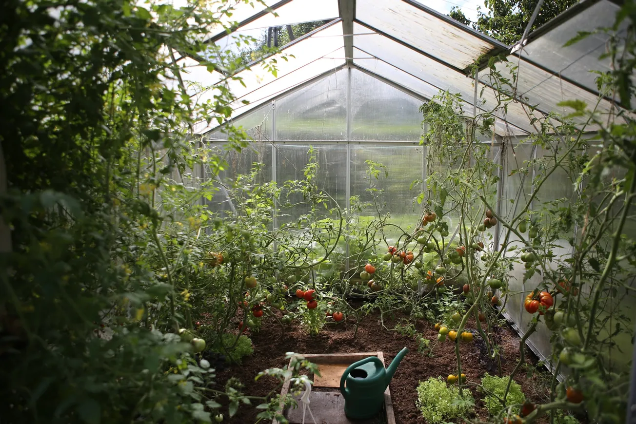 green watering can in green house