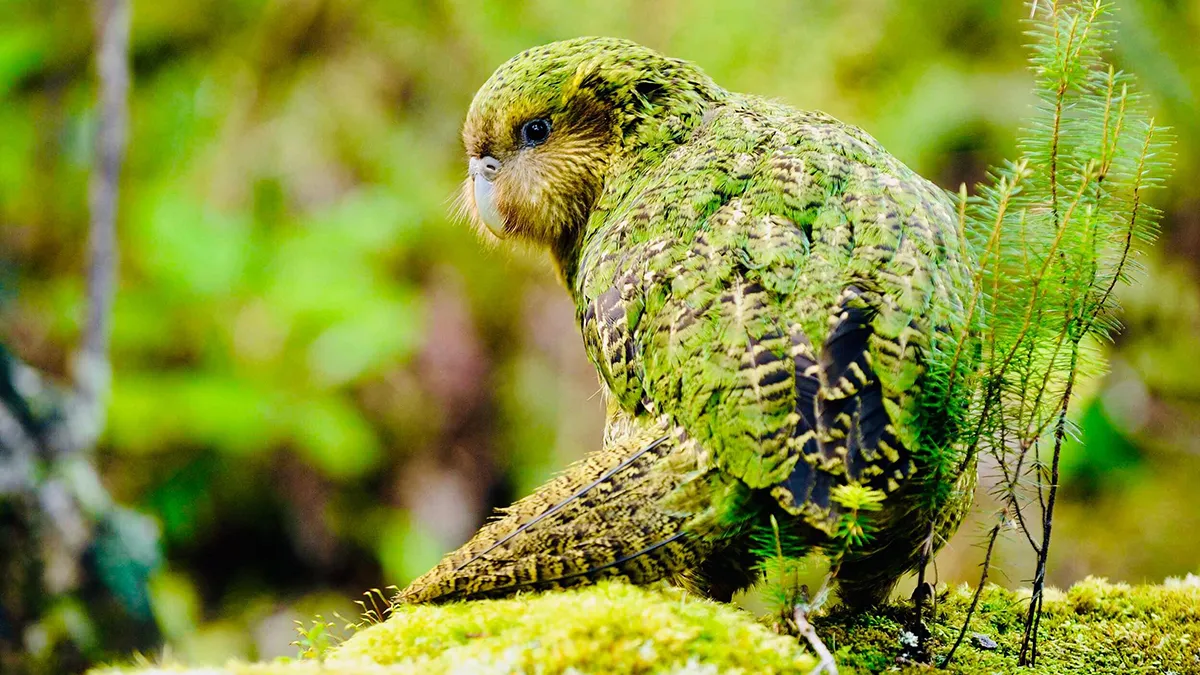 Gene Mapping Key to Kakapo Survival