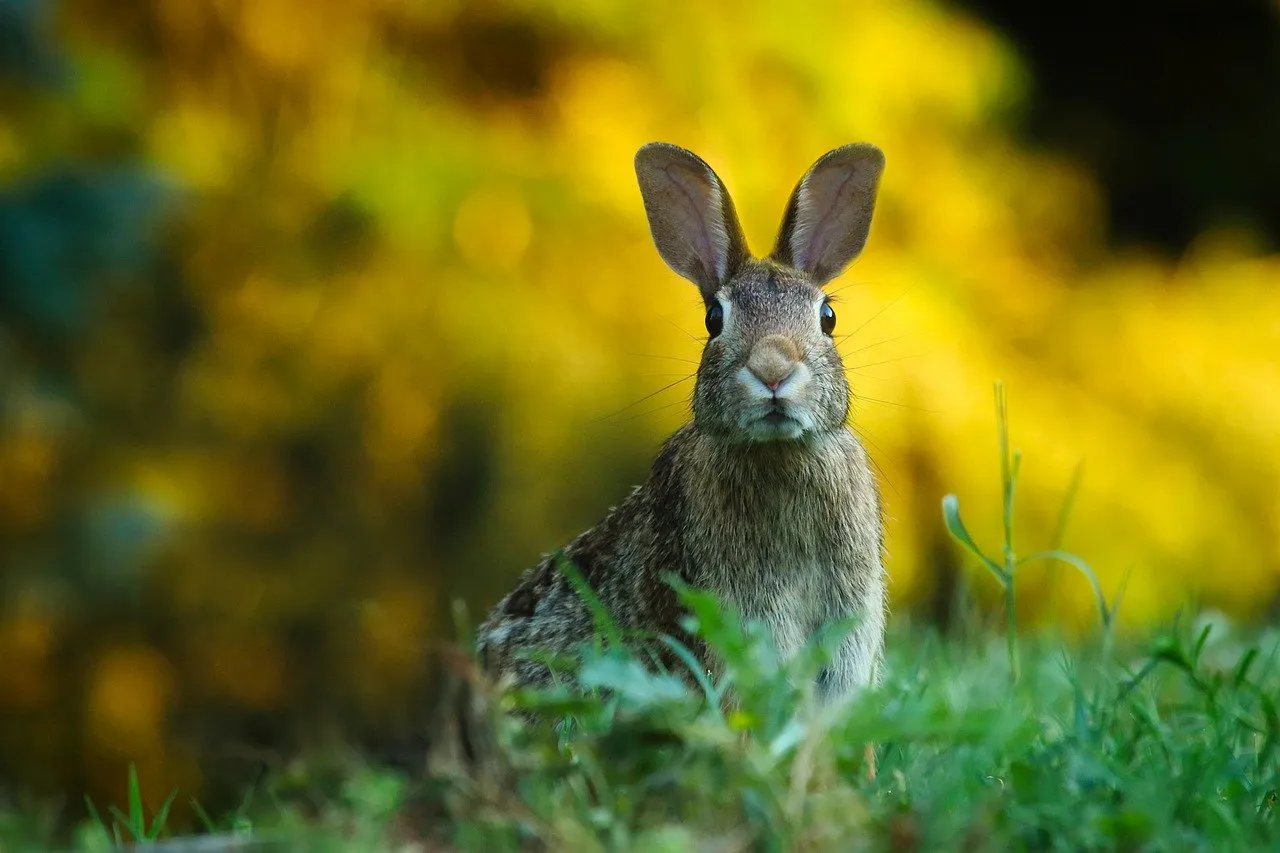 Government Squanders Opportunity to Wage War on Rabbits