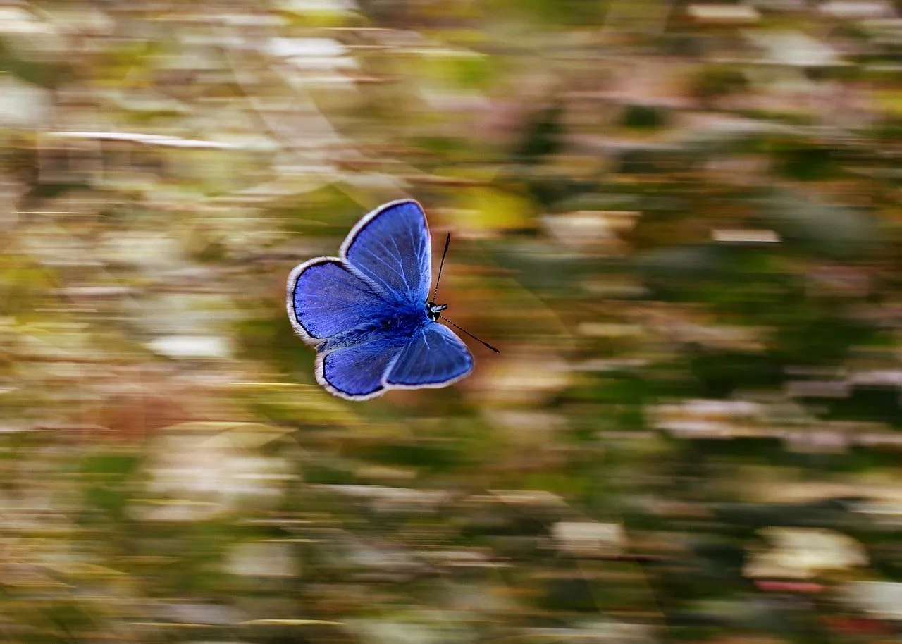 The Beating of Butterfly Wings