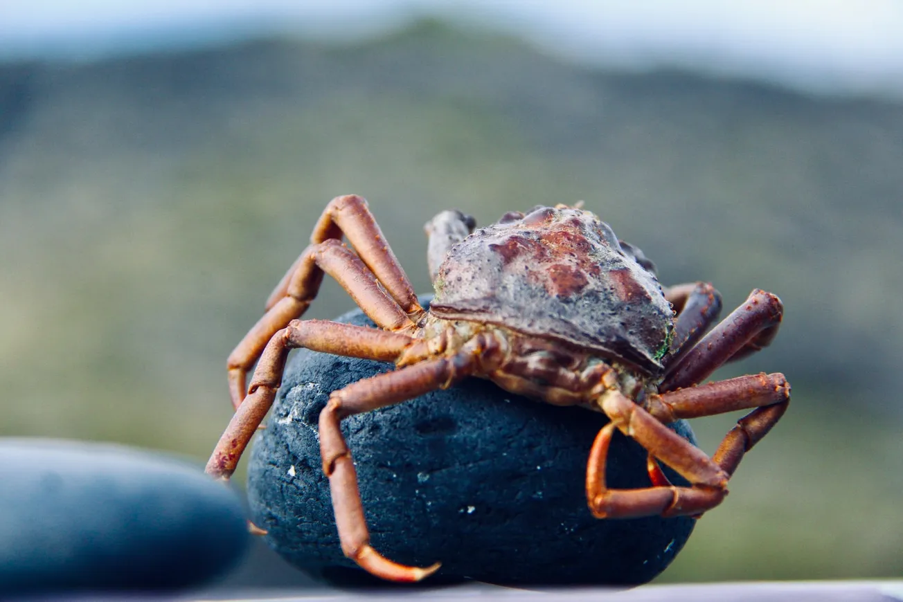 red crab on black stone