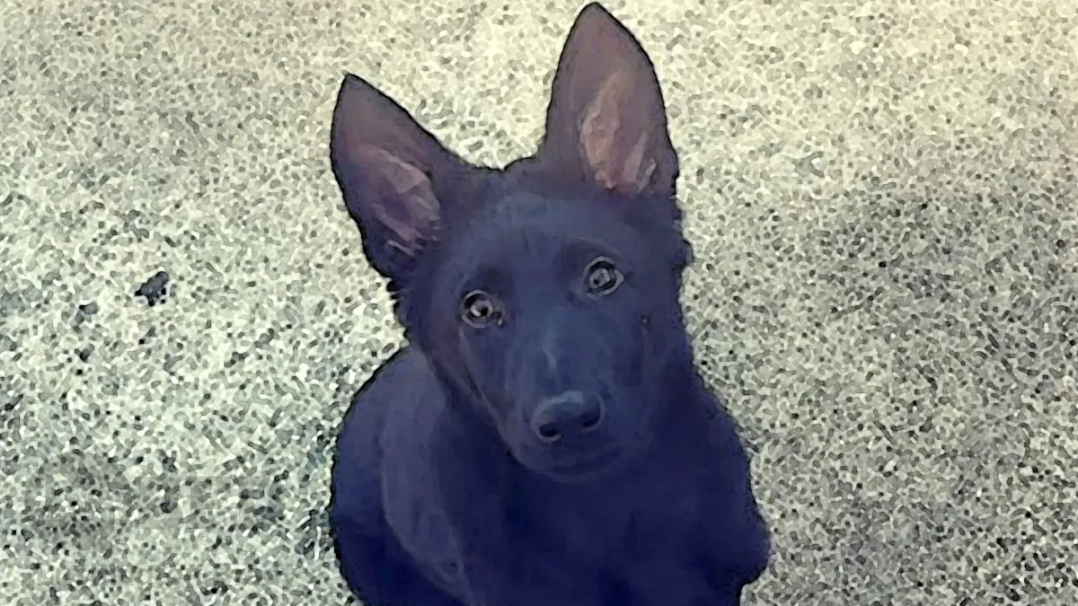 Anti-Police Hate Now Includes Puppies