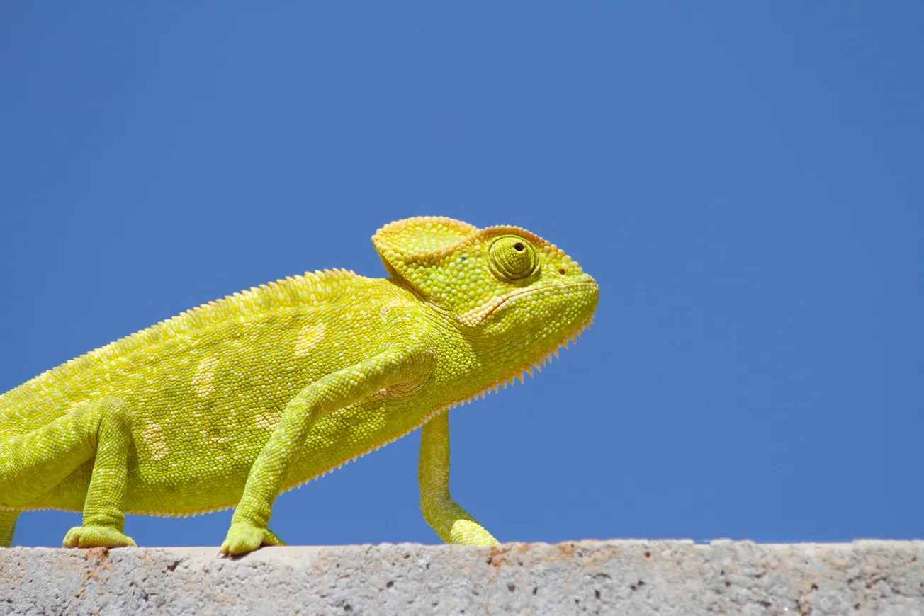 Chameleon on Top of the Wall