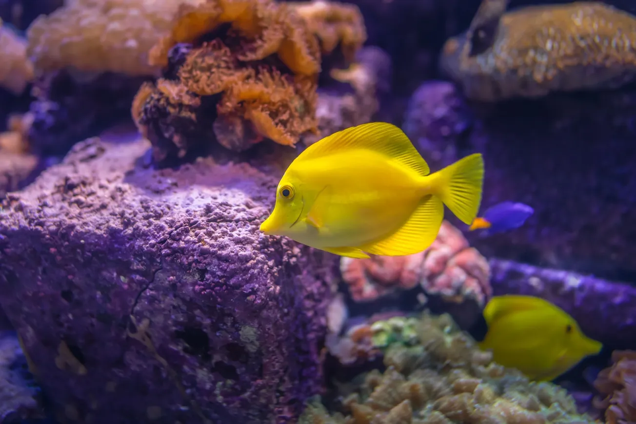 yellow tang fish