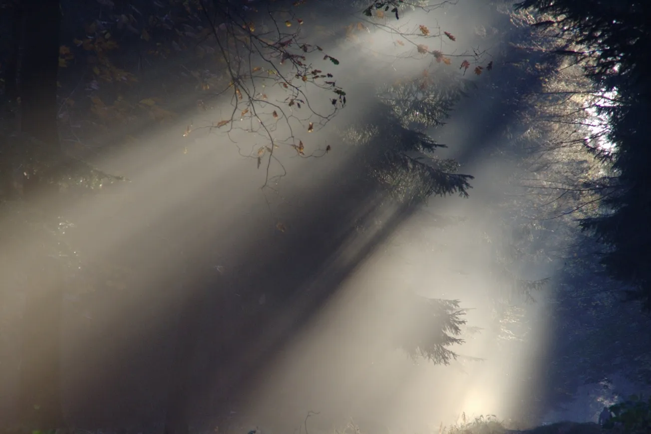 Tall Trees With Shade of Light