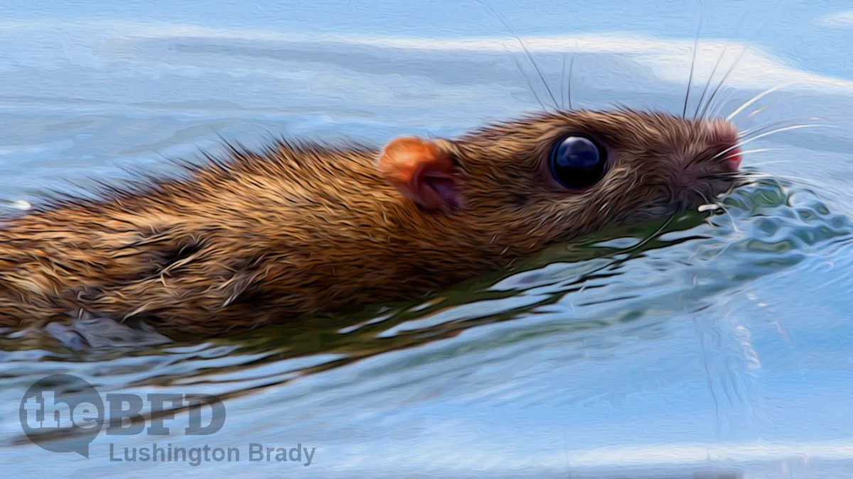 Dan’s Ship Is Sinking Fast