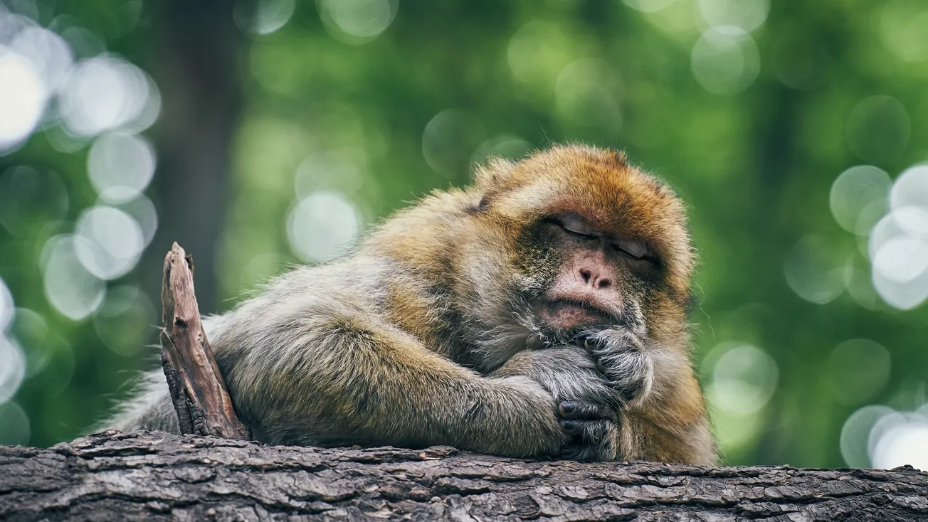 brown monkey on brown tree branch during daytime