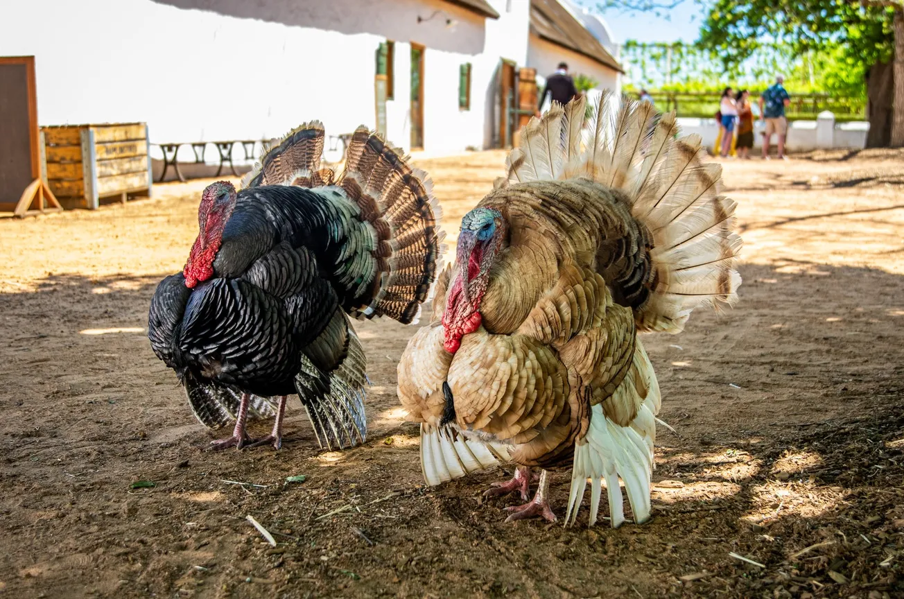 Photograph of Turkeys in a Farm