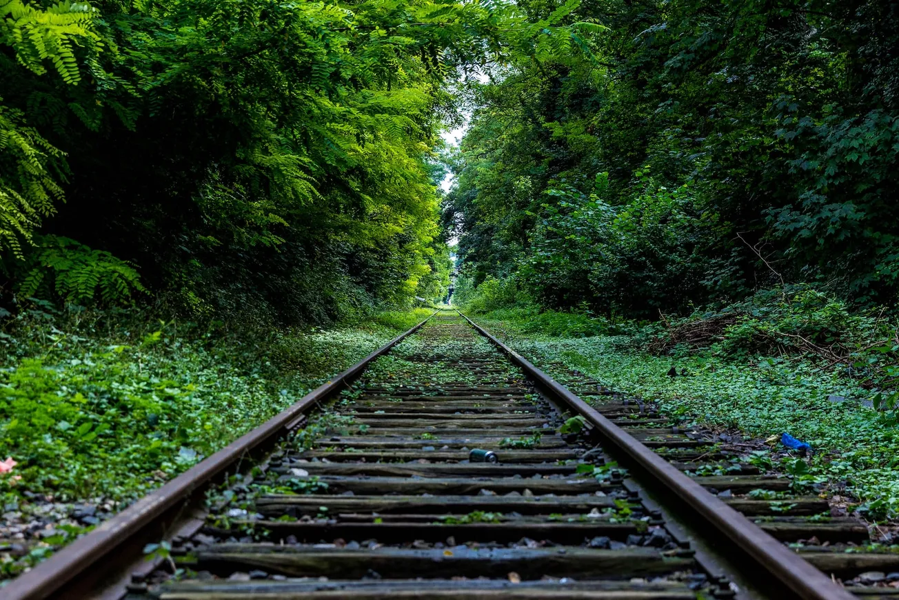 train rail surround by trees