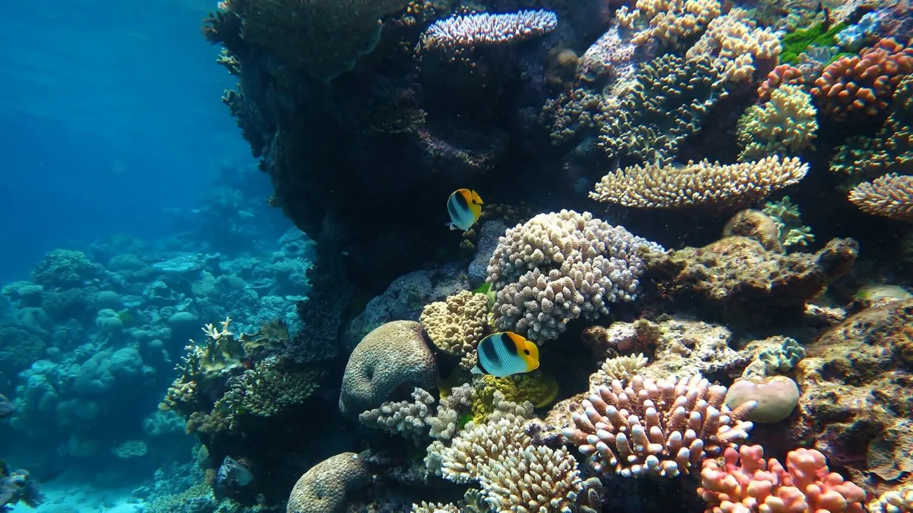 ‘Bleached’ Reef Just Fine 18 Months Later