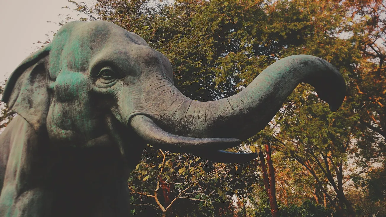 black elephant near green trees during daytime