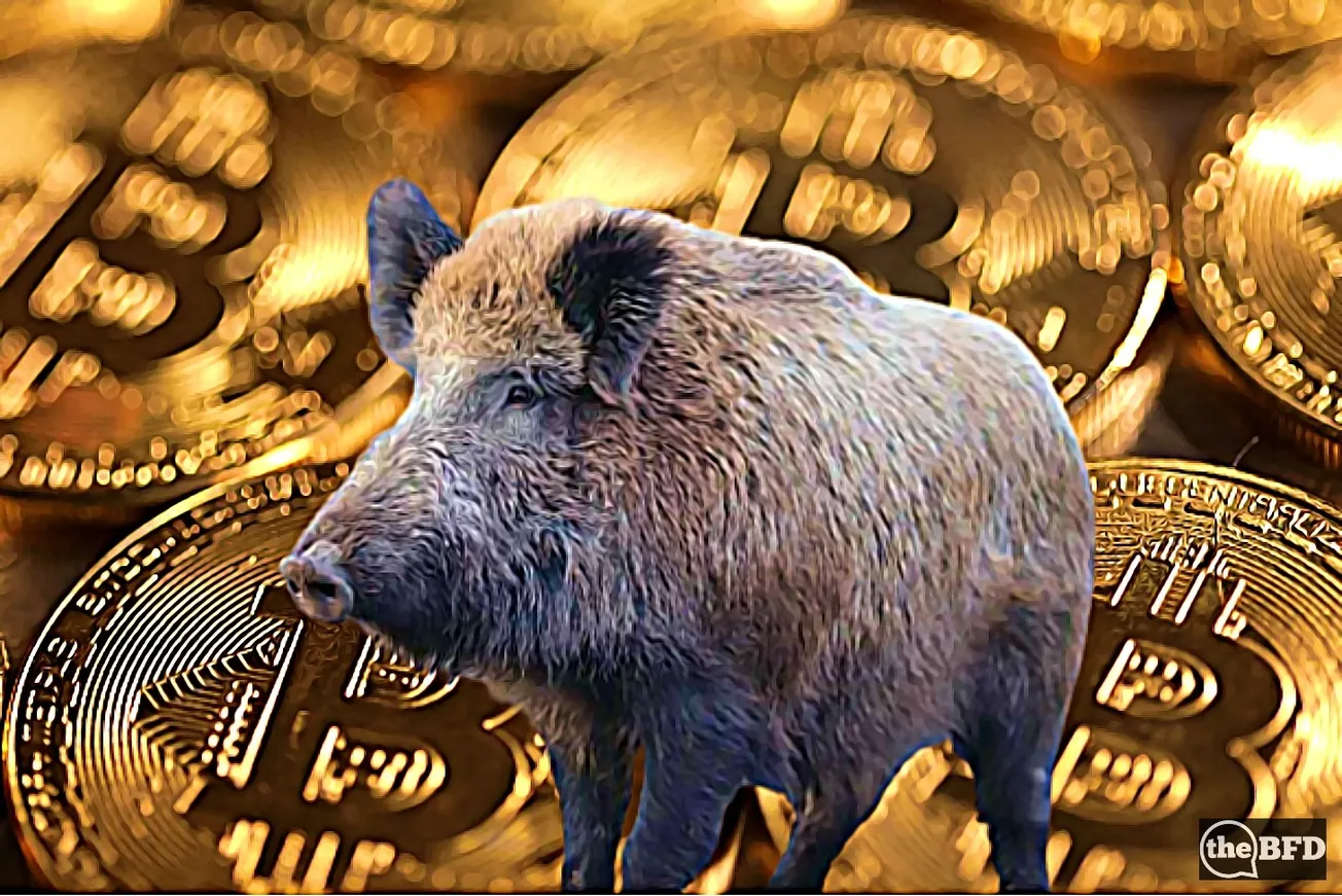 How to Catch Wild Pigs with Bitcoin