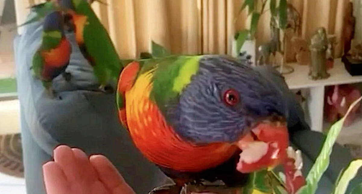 Couple Now Gets Daily Visits from Wild Lorikeet Birds That Broke in a Year Ago