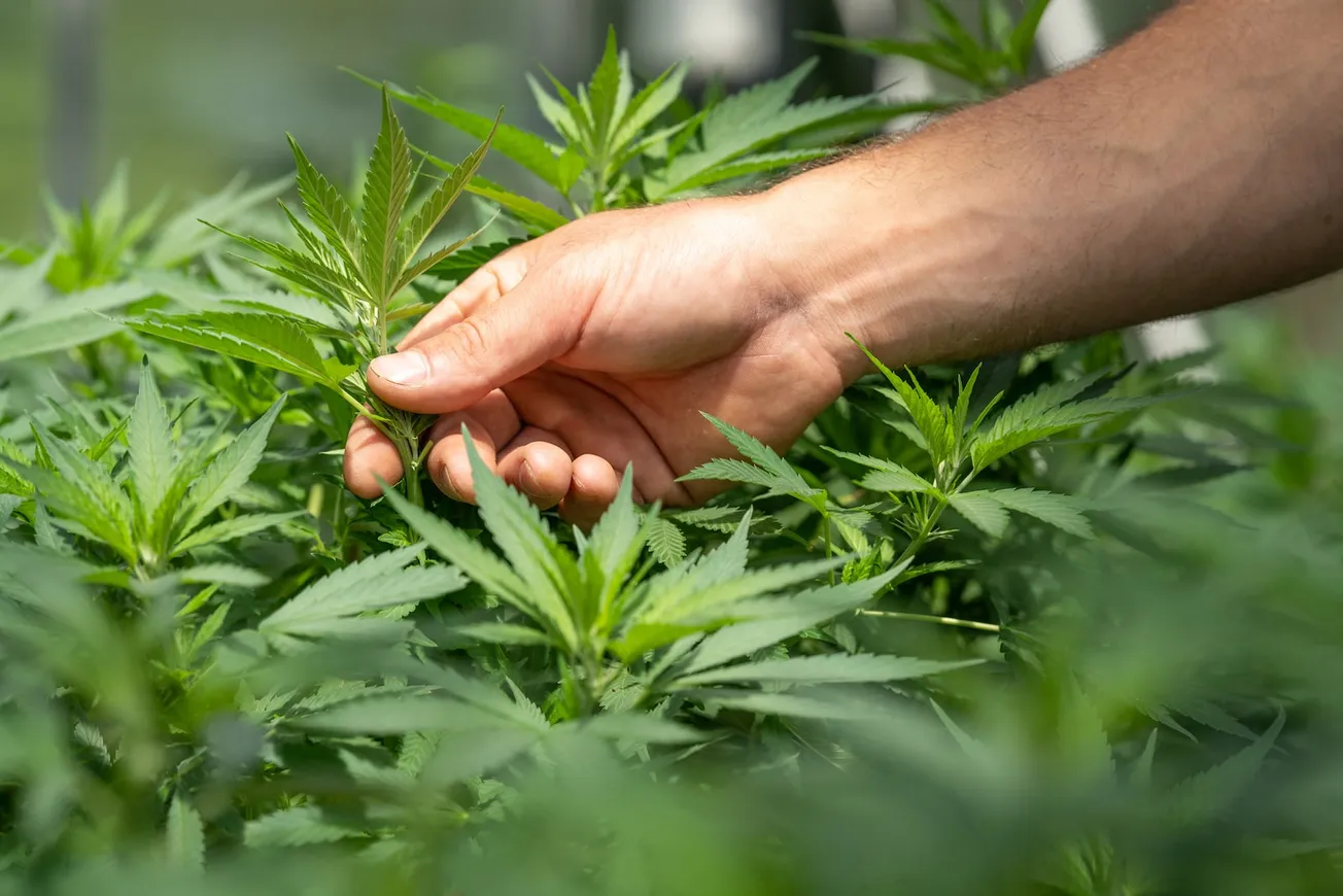 TheBFD. Person holding green grass during daytime