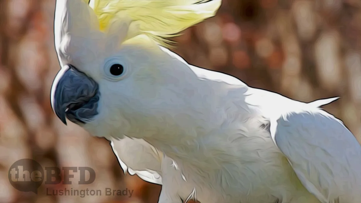 We’ve All Seen a Cockatoo