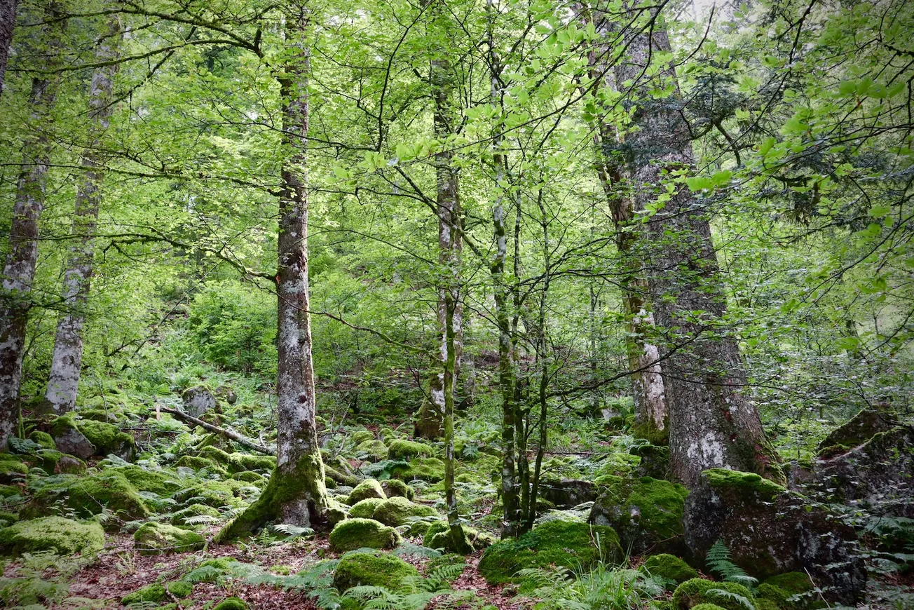 green moss on brown tree trunk