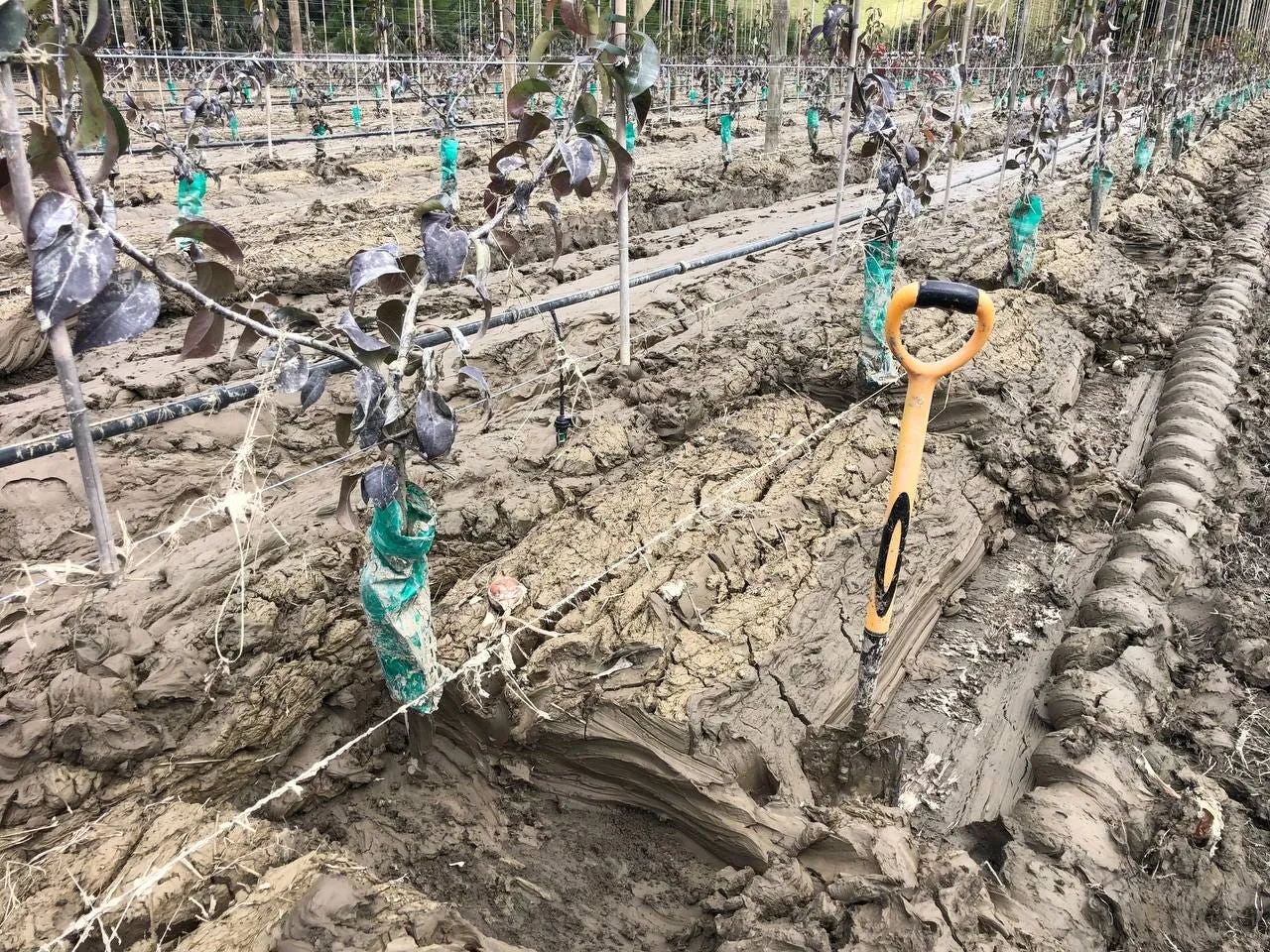 The Difficult Choices NZ’s Orchardists Now Face