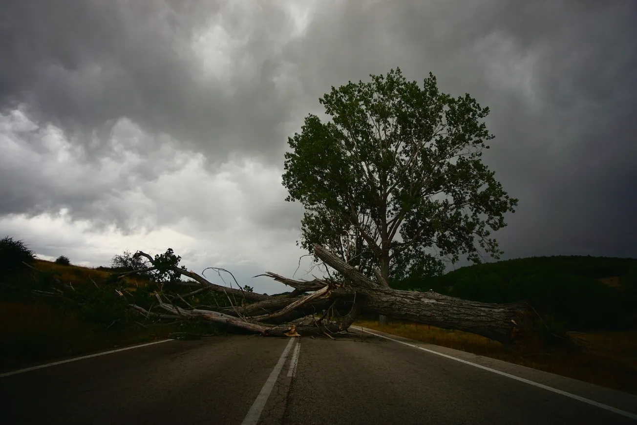 green tree beside gray asphalt road under gray cloudy sky