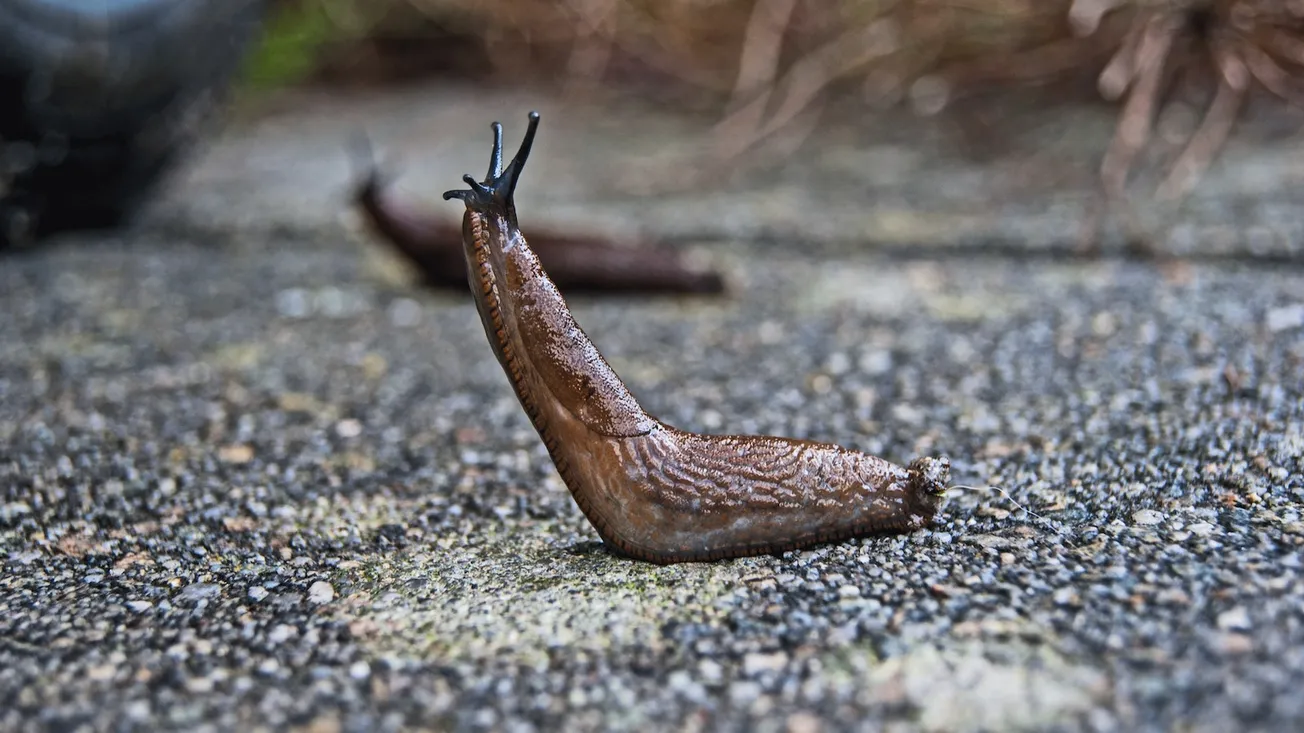 Slug