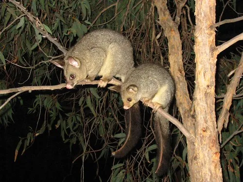 Can Possum Poo Help Us Beat Buruli Ulcer?