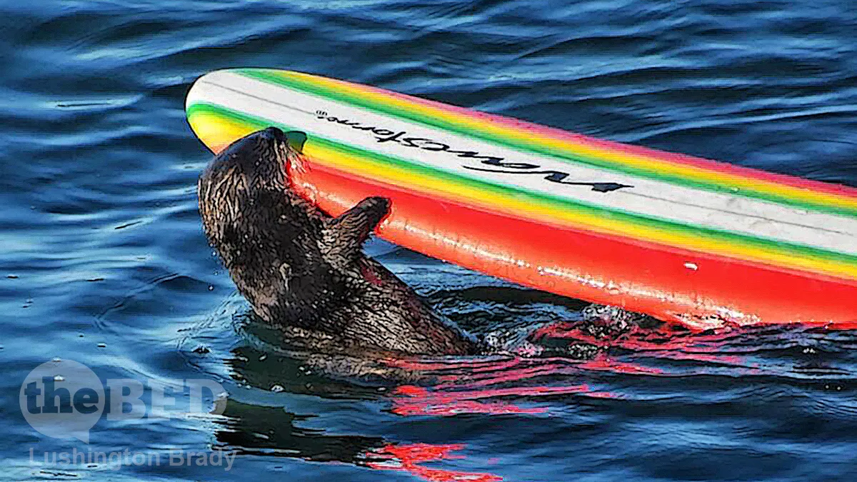 Surfboard Thief Pulls the Otter One
