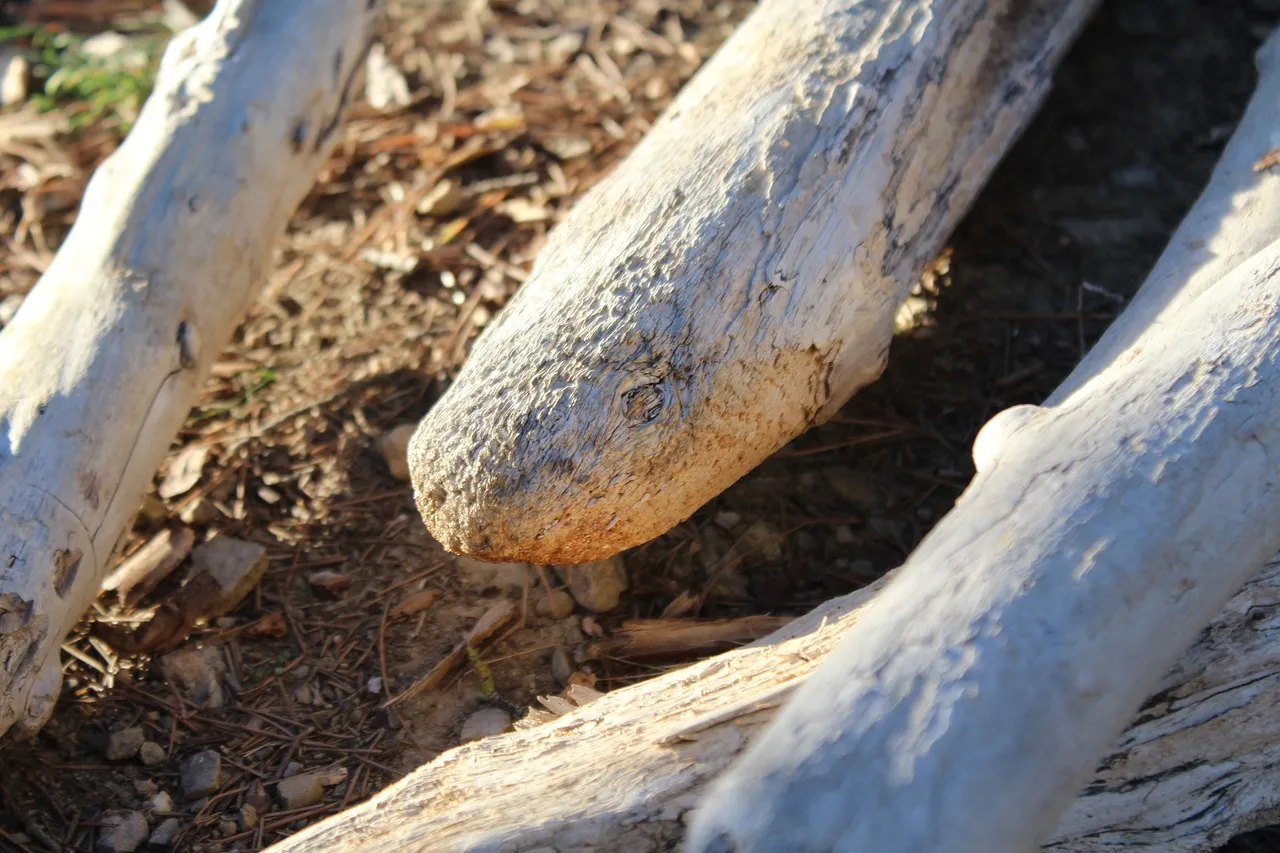 snake, stick, nature