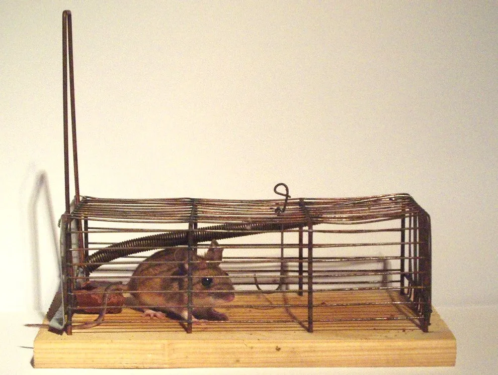 A Better Mousetrap