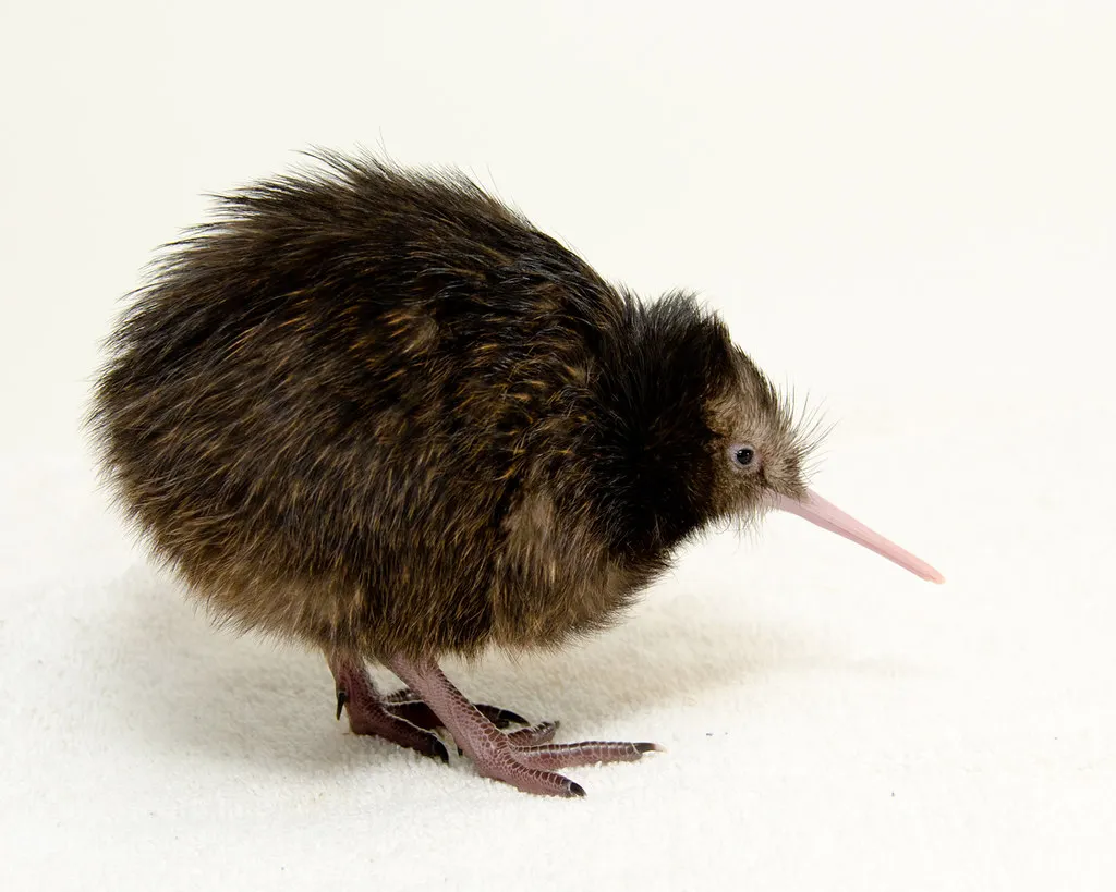 What’s So Great about Kiwis?