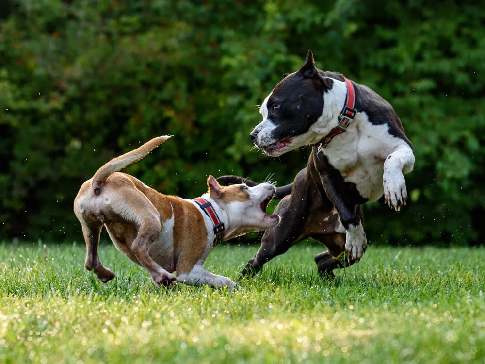 Keep Dogfights for Pilots, Not Desk Jockeys