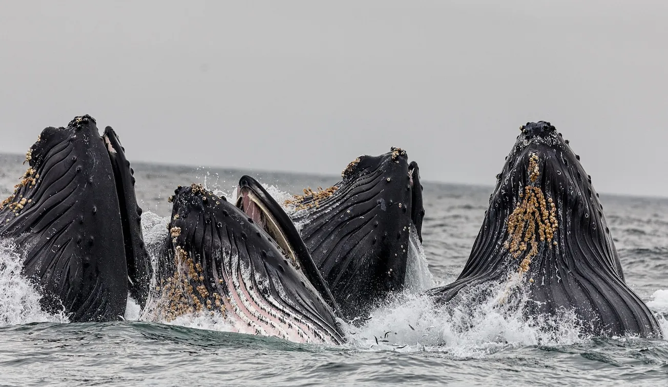 four whales in body of water under cloudy sky