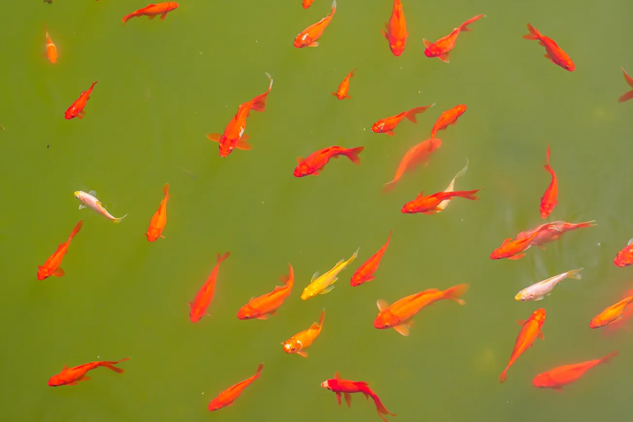 red and yellow koi fish