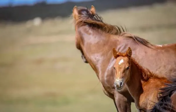Greens’ Hypocrisy on Full Display This Week