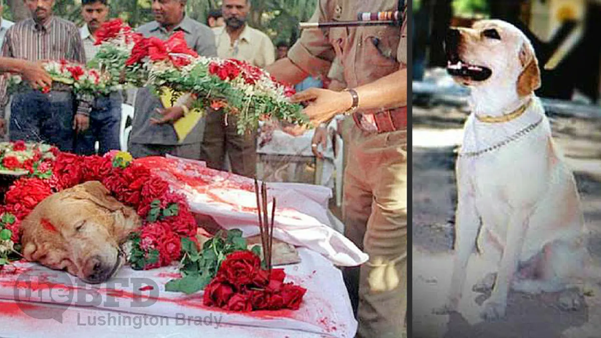 More Tales of Canine Heroes