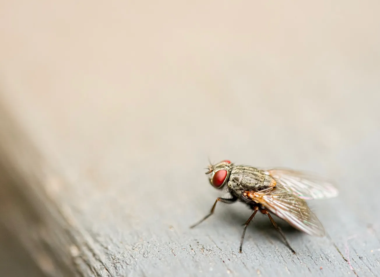 brown housefly