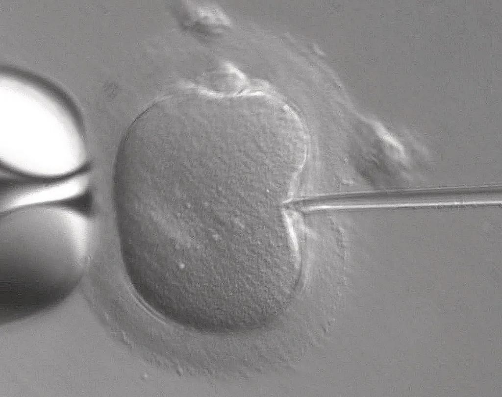 Supreme Court Ruling Will Have a Chilling Effect on IVF Industry